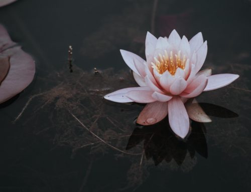 Healing Yourself After Trauma